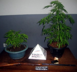 ps de maconha em casa 2